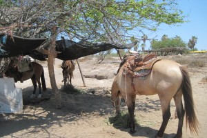 Cabo: Birds, Locals, and Horses