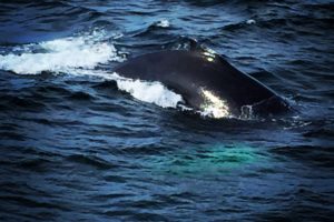 Wild Whales, Hyannis, Cape Cod